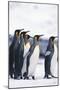 King Penguin Leading Friends-DLILLC-Mounted Photographic Print