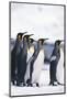 King Penguin Leading Friends-DLILLC-Mounted Photographic Print