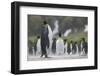 King Penguin Looking Up-DLILLC-Framed Photographic Print