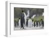 King Penguin Looking Up-DLILLC-Framed Photographic Print