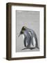 King Penguin Mating Ritual-DLILLC-Framed Photographic Print