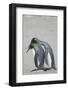 King Penguin Mating Ritual-DLILLC-Framed Photographic Print