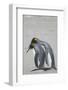 King Penguin Mating Ritual-DLILLC-Framed Photographic Print