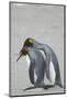 King Penguin Mating Ritual-DLILLC-Mounted Photographic Print