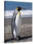 King Penguin, Moltke Harbour, Royal Bay, South Georgia, South Atlantic-Robert Harding-Stretched Canvas