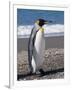 King Penguin, Moltke Harbour, Royal Bay, South Georgia, South Atlantic-Robert Harding-Framed Photographic Print