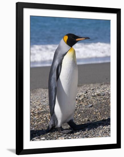 King Penguin, Moltke Harbour, Royal Bay, South Georgia, South Atlantic-Robert Harding-Framed Photographic Print