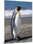 King Penguin, Moltke Harbour, Royal Bay, South Georgia, South Atlantic-Robert Harding-Mounted Photographic Print