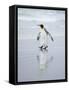 King Penguin on Falkland Islands.-Martin Zwick-Framed Stretched Canvas