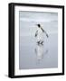 King Penguin on Falkland Islands.-Martin Zwick-Framed Photographic Print