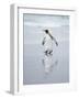 King Penguin on Falkland Islands.-Martin Zwick-Framed Photographic Print