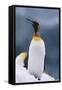 King Penguin on Snow-DLILLC-Framed Stretched Canvas