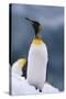 King Penguin on Snow-DLILLC-Stretched Canvas