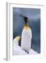 King Penguin on Snow-DLILLC-Framed Photographic Print