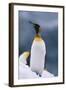 King Penguin on Snow-DLILLC-Framed Photographic Print