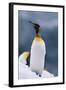 King Penguin on Snow-DLILLC-Framed Photographic Print