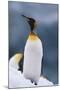 King Penguin on Snow-DLILLC-Mounted Photographic Print