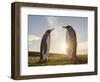 King Penguin on the Falkland Islands in the South Atlantic. Courtship display.-Martin Zwick-Framed Photographic Print