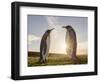 King Penguin on the Falkland Islands in the South Atlantic. Courtship display.-Martin Zwick-Framed Photographic Print