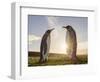 King Penguin on the Falkland Islands in the South Atlantic. Courtship display.-Martin Zwick-Framed Photographic Print