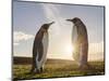 King Penguin on the Falkland Islands in the South Atlantic. Courtship display.-Martin Zwick-Mounted Photographic Print