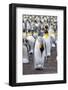 King Penguin on the Falkland Islands in the South Atlantic. Incubating egg on feet.-Martin Zwick-Framed Photographic Print