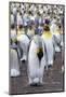 King Penguin on the Falkland Islands in the South Atlantic. Incubating egg on feet.-Martin Zwick-Mounted Photographic Print