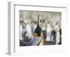 King Penguin on the Falkland Islands in the South Atlantic.-Martin Zwick-Framed Photographic Print