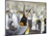 King Penguin on the Falkland Islands in the South Atlantic.-Martin Zwick-Mounted Photographic Print