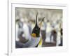 King Penguin on the Falkland Islands in the South Atlantic.-Martin Zwick-Framed Photographic Print