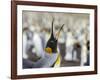 King Penguin on the Falkland Islands in the South Atlantic.-Martin Zwick-Framed Photographic Print