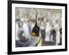 King Penguin on the Falkland Islands in the South Atlantic.-Martin Zwick-Framed Photographic Print