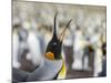 King Penguin on the Falkland Islands in the South Atlantic.-Martin Zwick-Mounted Photographic Print