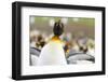 King Penguin on the Falkland Islands in the South Atlantic.-Martin Zwick-Framed Photographic Print