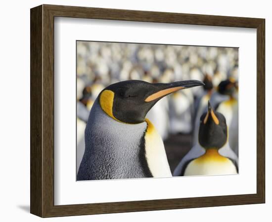 King Penguin on the Falkland Islands in the South Atlantic.-Martin Zwick-Framed Photographic Print