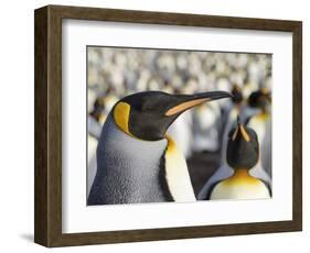 King Penguin on the Falkland Islands in the South Atlantic.-Martin Zwick-Framed Photographic Print