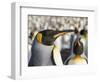 King Penguin on the Falkland Islands in the South Atlantic.-Martin Zwick-Framed Photographic Print