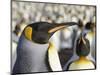 King Penguin on the Falkland Islands in the South Atlantic.-Martin Zwick-Mounted Photographic Print