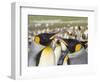 King Penguin on the Falkland Islands in the South Atlantic.-Martin Zwick-Framed Photographic Print