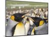 King Penguin on the Falkland Islands in the South Atlantic.-Martin Zwick-Mounted Photographic Print
