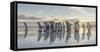 King Penguin on the Falkland Islands in the South Atlantic.-Martin Zwick-Framed Stretched Canvas