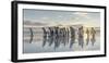 King Penguin on the Falkland Islands in the South Atlantic.-Martin Zwick-Framed Photographic Print