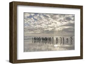 King Penguin on the Falkland Islands in the South Atlantic.-Martin Zwick-Framed Photographic Print
