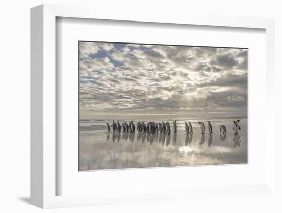 King Penguin on the Falkland Islands in the South Atlantic.-Martin Zwick-Framed Photographic Print