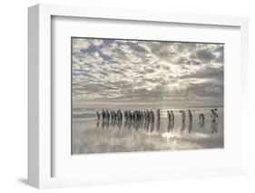 King Penguin on the Falkland Islands in the South Atlantic.-Martin Zwick-Framed Photographic Print