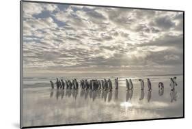 King Penguin on the Falkland Islands in the South Atlantic.-Martin Zwick-Mounted Photographic Print