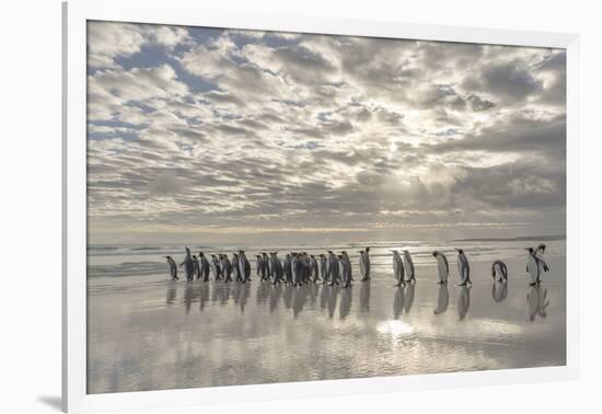 King Penguin on the Falkland Islands in the South Atlantic.-Martin Zwick-Framed Photographic Print