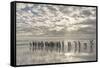 King Penguin on the Falkland Islands in the South Atlantic.-Martin Zwick-Framed Stretched Canvas