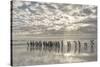 King Penguin on the Falkland Islands in the South Atlantic.-Martin Zwick-Stretched Canvas