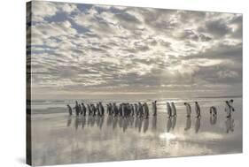 King Penguin on the Falkland Islands in the South Atlantic.-Martin Zwick-Stretched Canvas